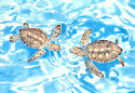 Friends (Baby Sea Turtles)