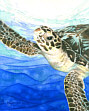 Curious Sea Turtle