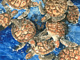 Green Sea Turtles