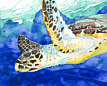 Hawksbill Sea Turtle