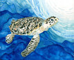 Hawksbill Sea Turtle 2