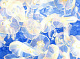 Jellyfish Jubilee (Moon Jellyfish)
