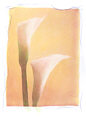 Calla Lilies 1