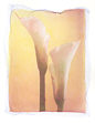 Calla Lilies 2