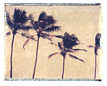 Four Palms